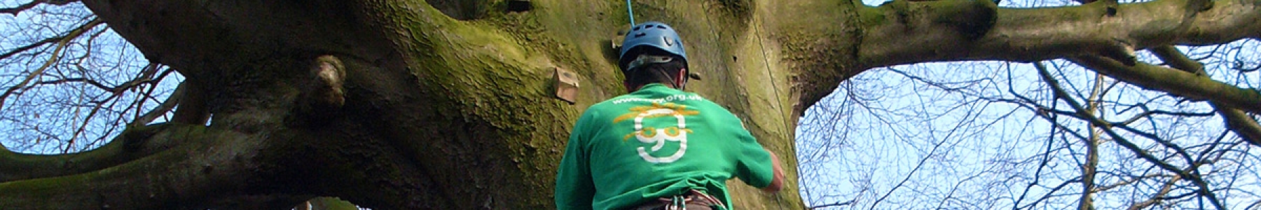 Climbing Tree